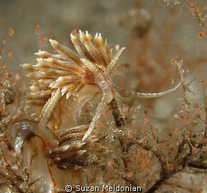 Dondice Occidentalis in the weeds. by Suzan Meldonian 